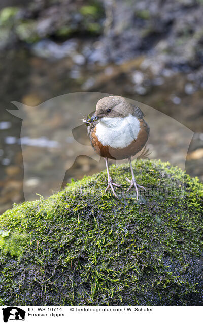 Eurasische Wasseramsel / Eurasian dipper / WS-10714