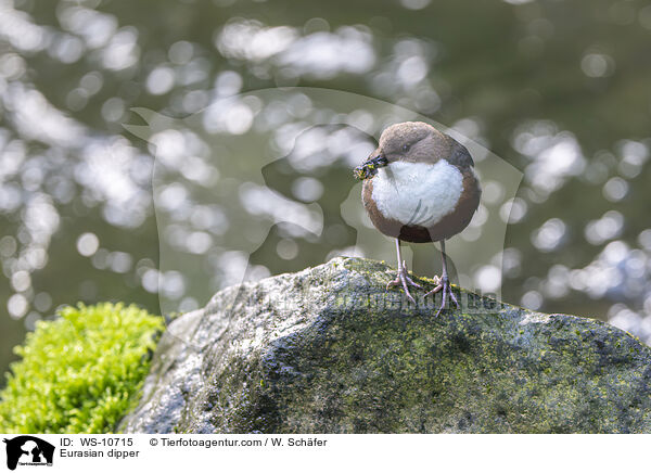 Eurasian dipper / WS-10715
