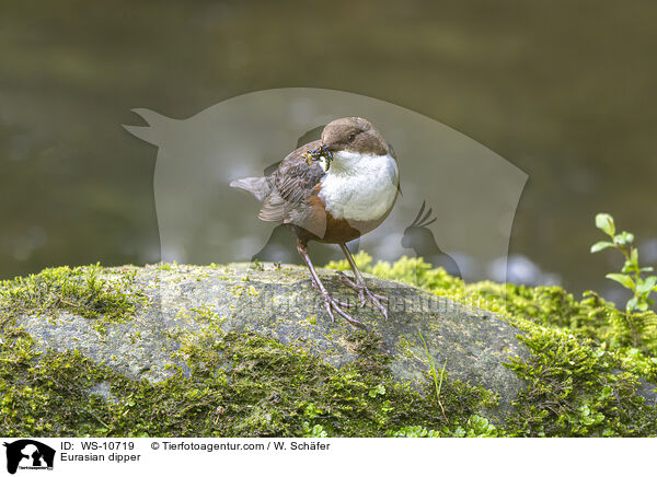 Eurasian dipper / WS-10719