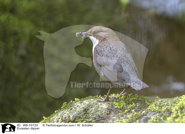 Eurasian dipper / WS-10720