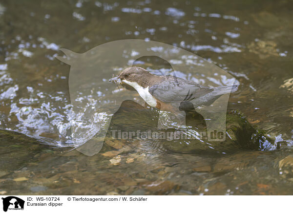 Eurasian dipper / WS-10724