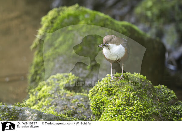 Eurasian dipper / WS-10727
