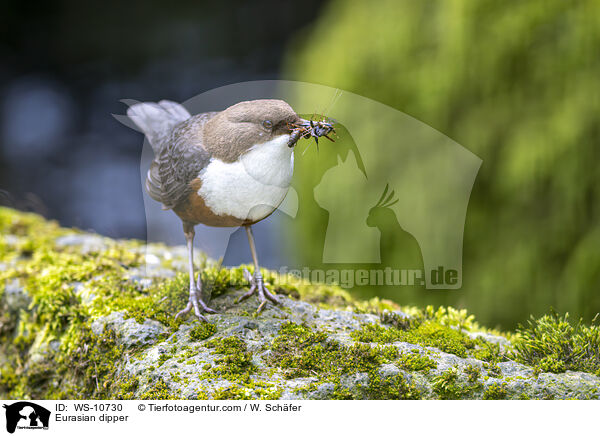 Eurasian dipper / WS-10730