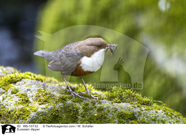 Eurasische Wasseramsel / Eurasian dipper / WS-10732