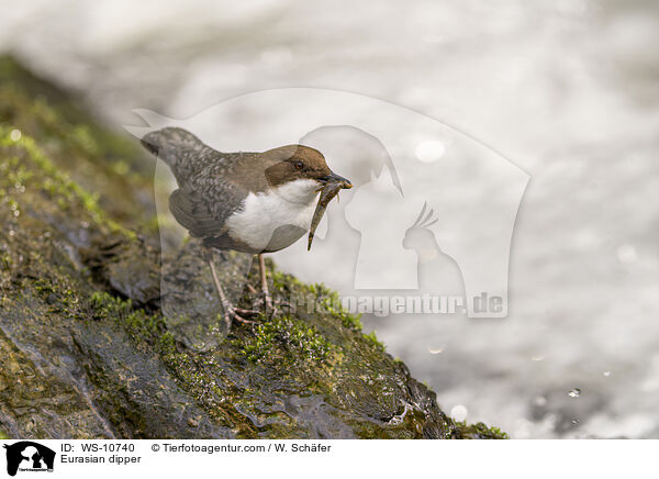 Eurasian dipper / WS-10740