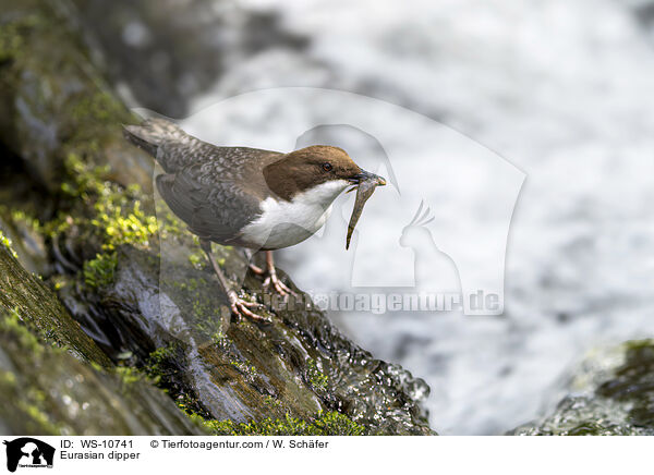 Eurasian dipper / WS-10741