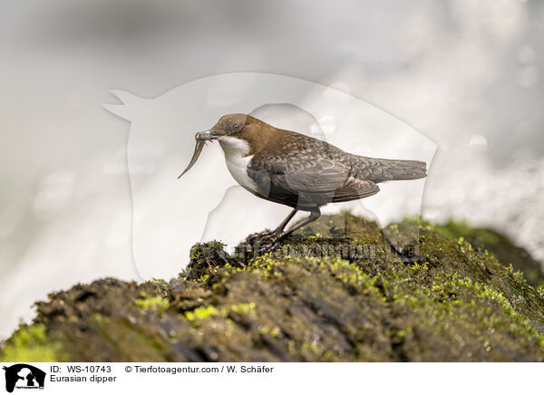 Eurasische Wasseramsel / Eurasian dipper / WS-10743