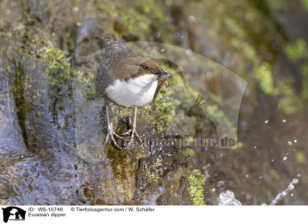 Eurasian dipper / WS-10746