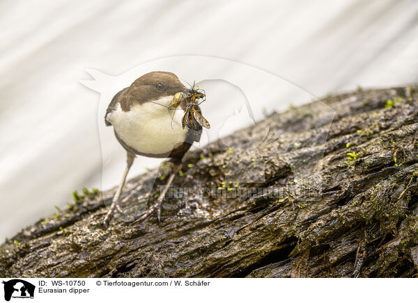 Eurasian dipper / WS-10750