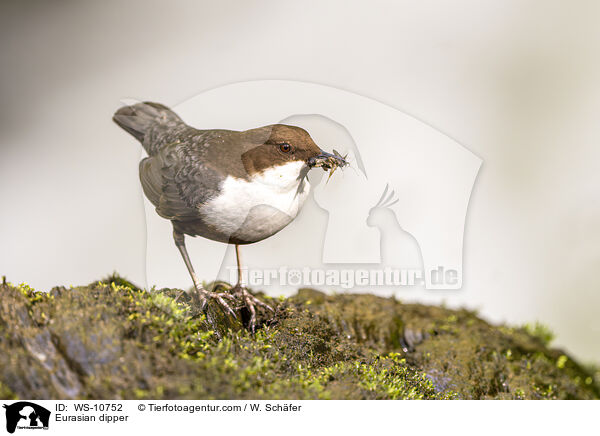 Eurasische Wasseramsel / Eurasian dipper / WS-10752