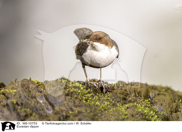 Eurasische Wasseramsel / Eurasian dipper / WS-10753