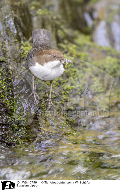 Eurasian dipper / WS-10756