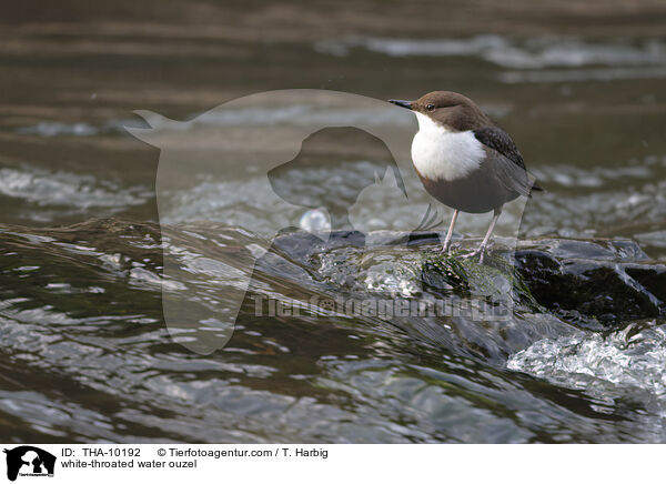 white-throated water ouzel / THA-10192