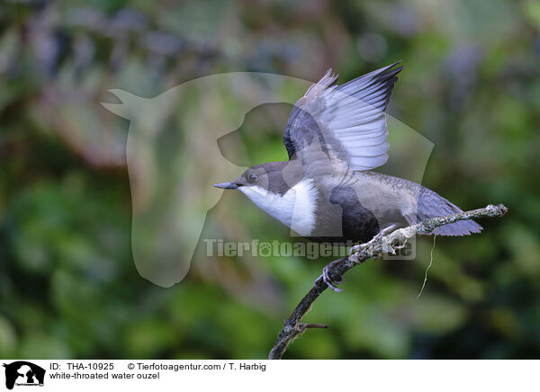 Eurasische Wasseramsel / white-throated water ouzel / THA-10925