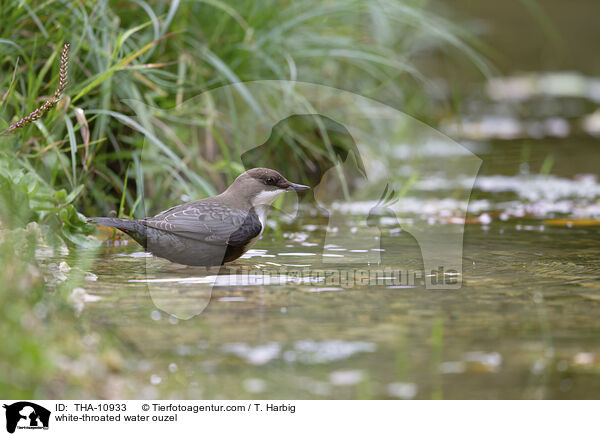 Eurasische Wasseramsel / white-throated water ouzel / THA-10933