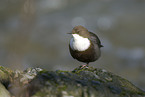 dipper