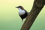 dipper