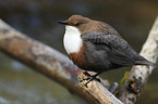 dipper