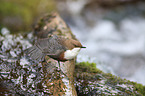 common dipper