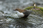 common dipper