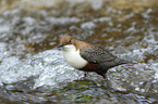 common dipper