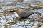 common dipper