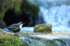 common dipper
