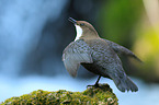 common dipper