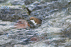 common dipper