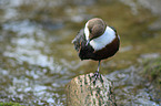common dipper