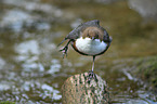 common dipper