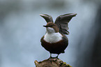 common dipper