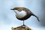 common dipper