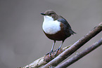 common dipper