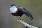 common dipper