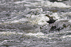 common dipper
