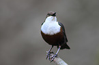 common dipper