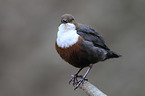 common dipper