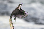 white-throated water ouzel