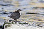 white-throated water ouzel