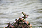 white-throated water ouzel