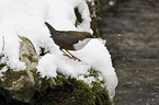 water ouzel