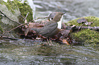 water ouzel