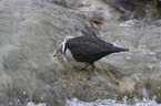 water ouzel