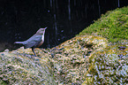 white-throated water ouzel