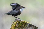 white-throated water ouzel