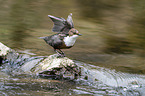 white-throated water ouzel