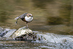 white-throated water ouzel