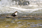 common dipper