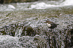 common dipper